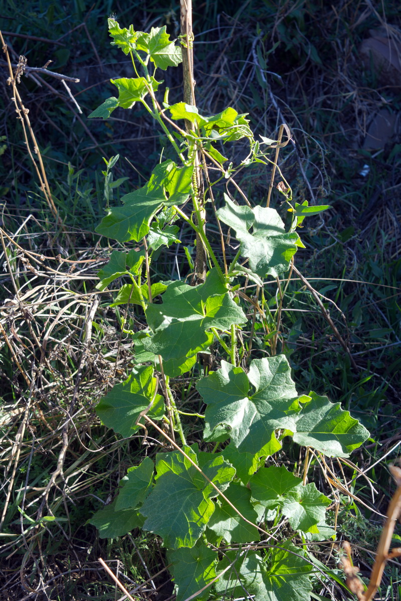 Изображение особи род Bryonia.