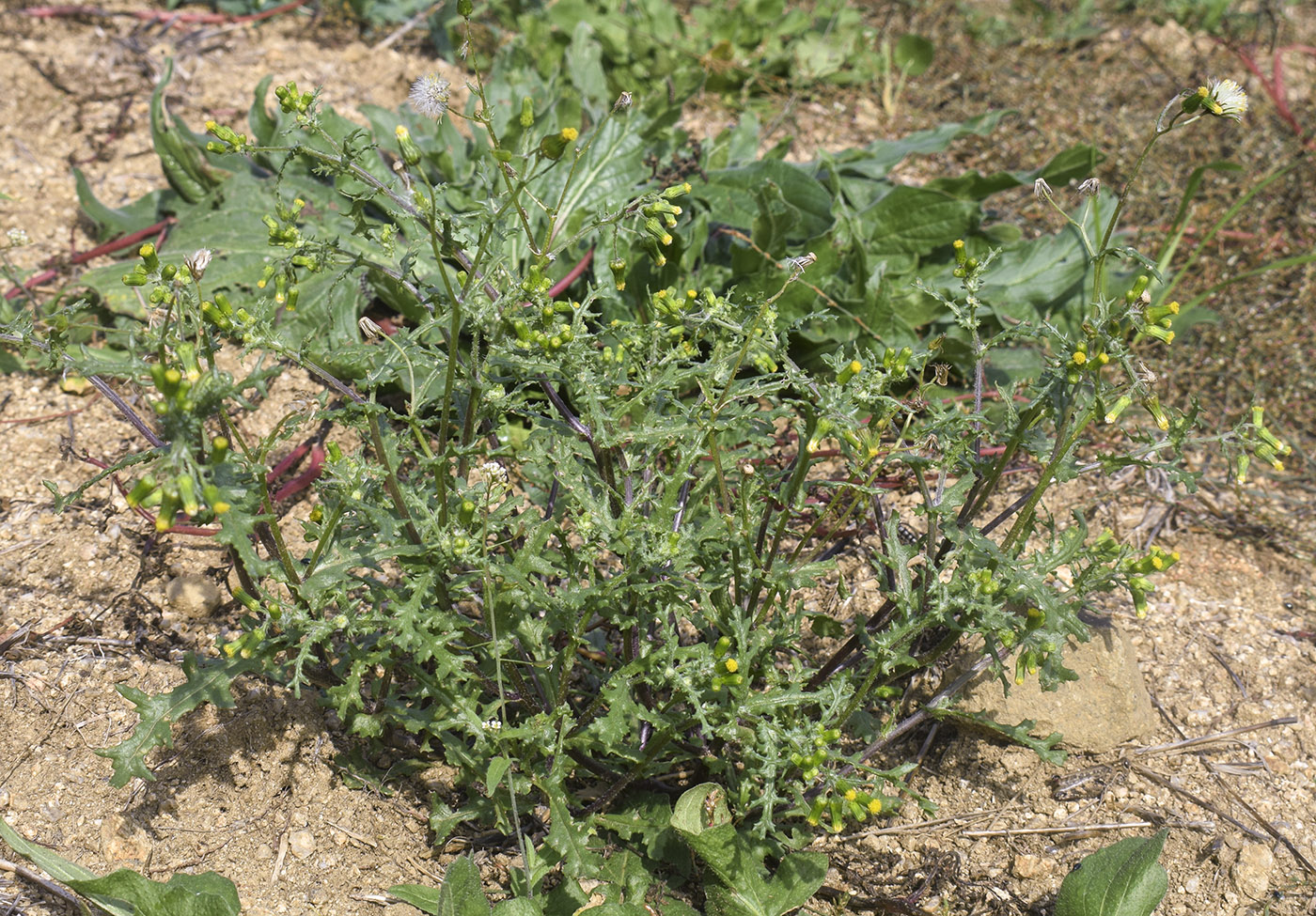 Изображение особи Senecio vulgaris.