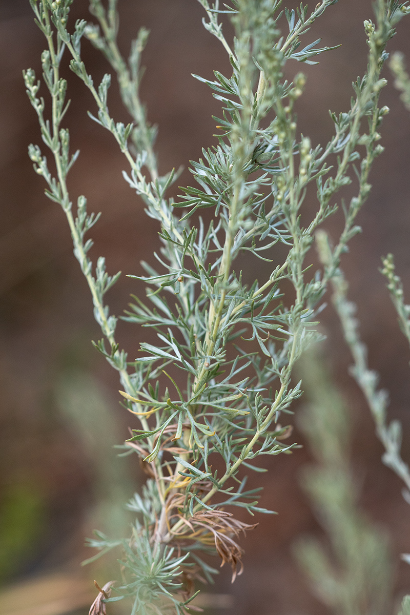 Изображение особи род Artemisia.