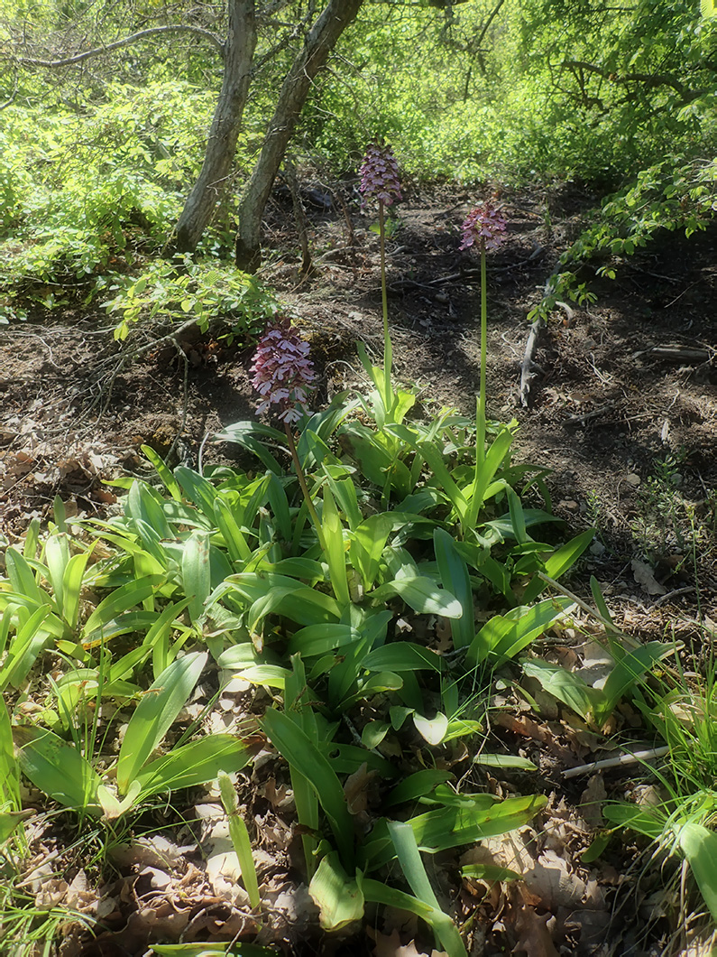 Image of Orchis purpurea specimen.