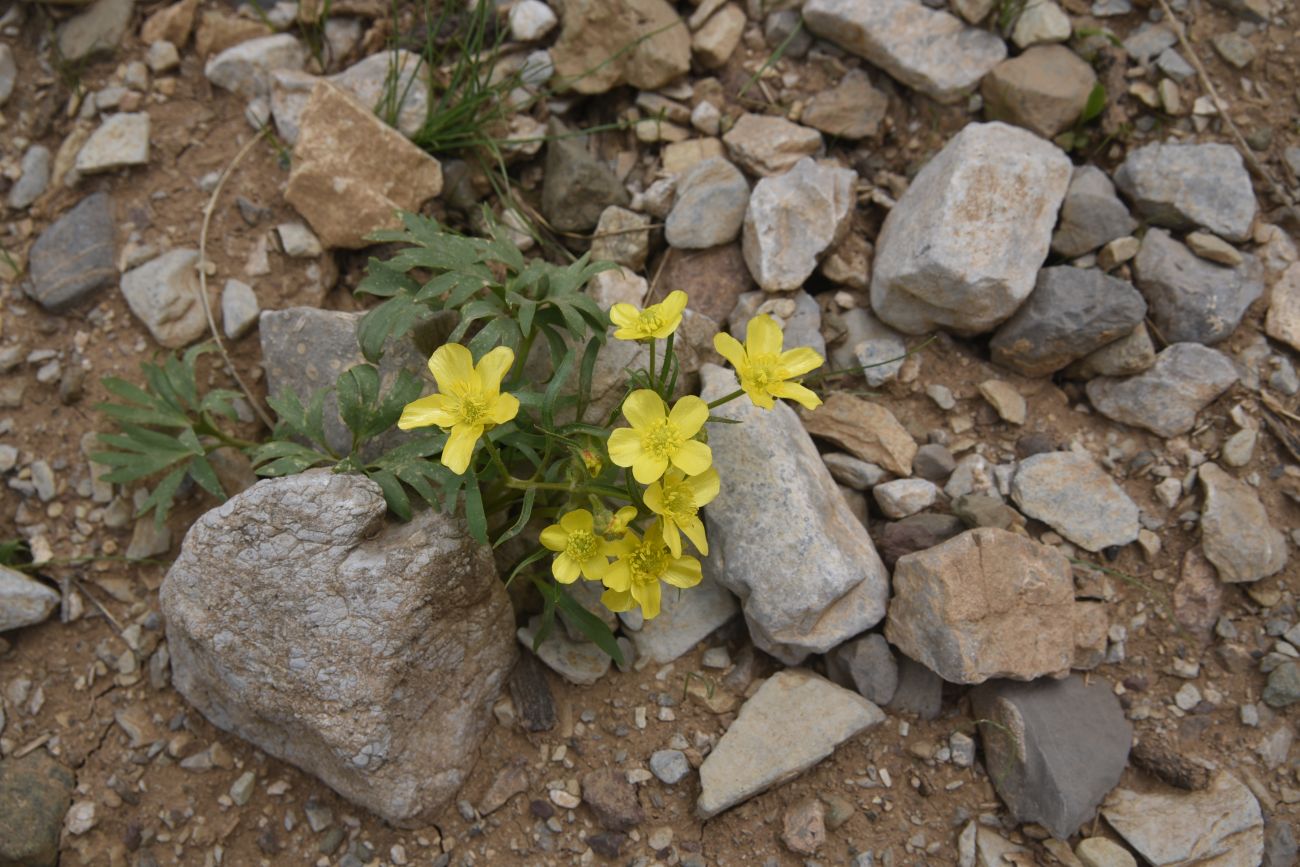 Image of Unknown species specimen.