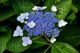 Hydrangea macrophylla