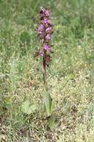Anacamptis collina ssp. fedtschenkoi