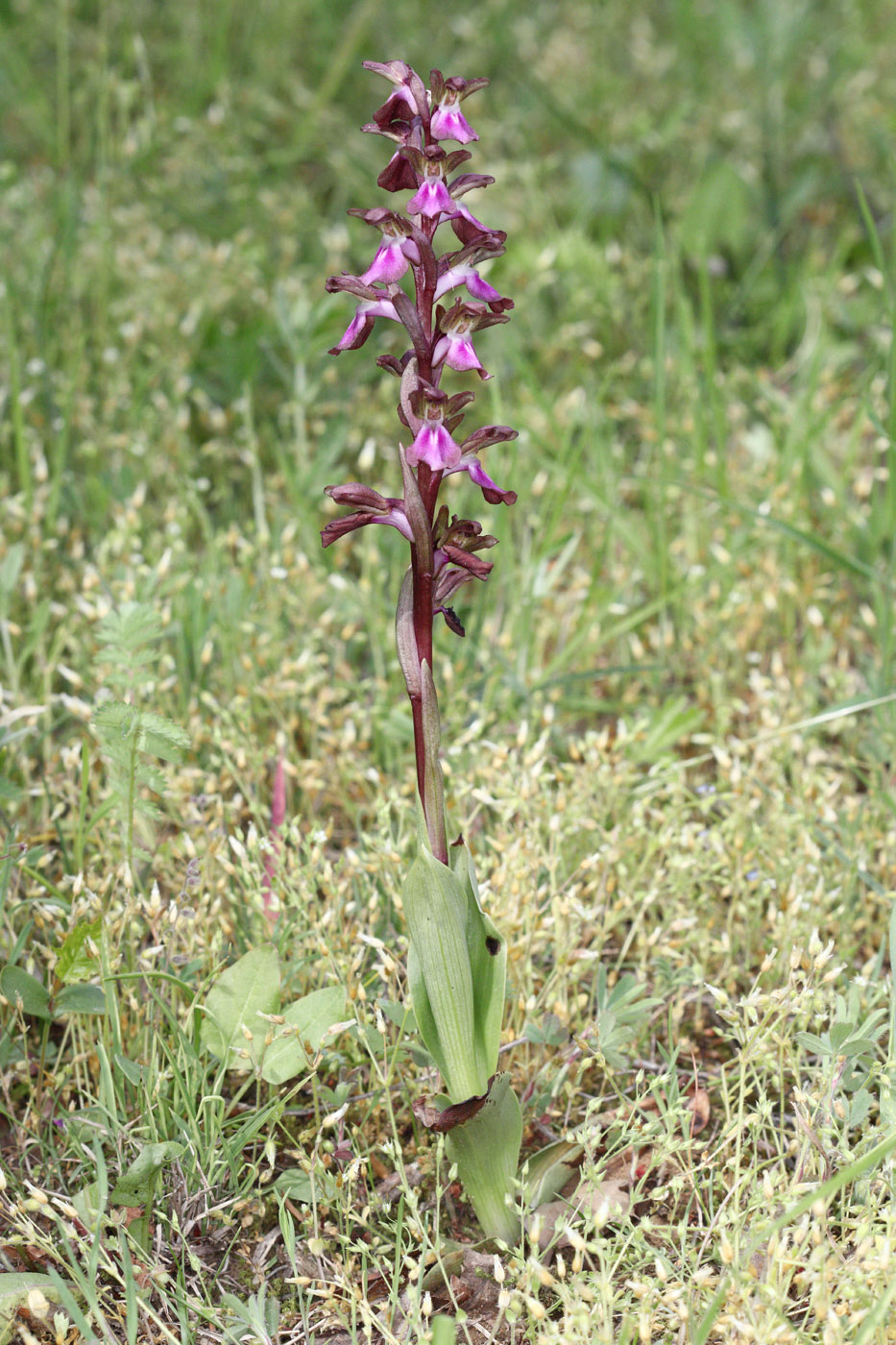 Image of Anacamptis collina ssp. fedtschenkoi specimen.