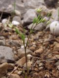 Minuartia pseudohybrida