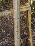 Phyllostachys sulphurea. Части стеблей. Абхазия, г. Сухум, Ботанический сад. 13.08.2024.
