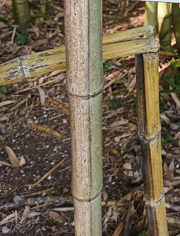 Изображение особи Phyllostachys sulphurea.