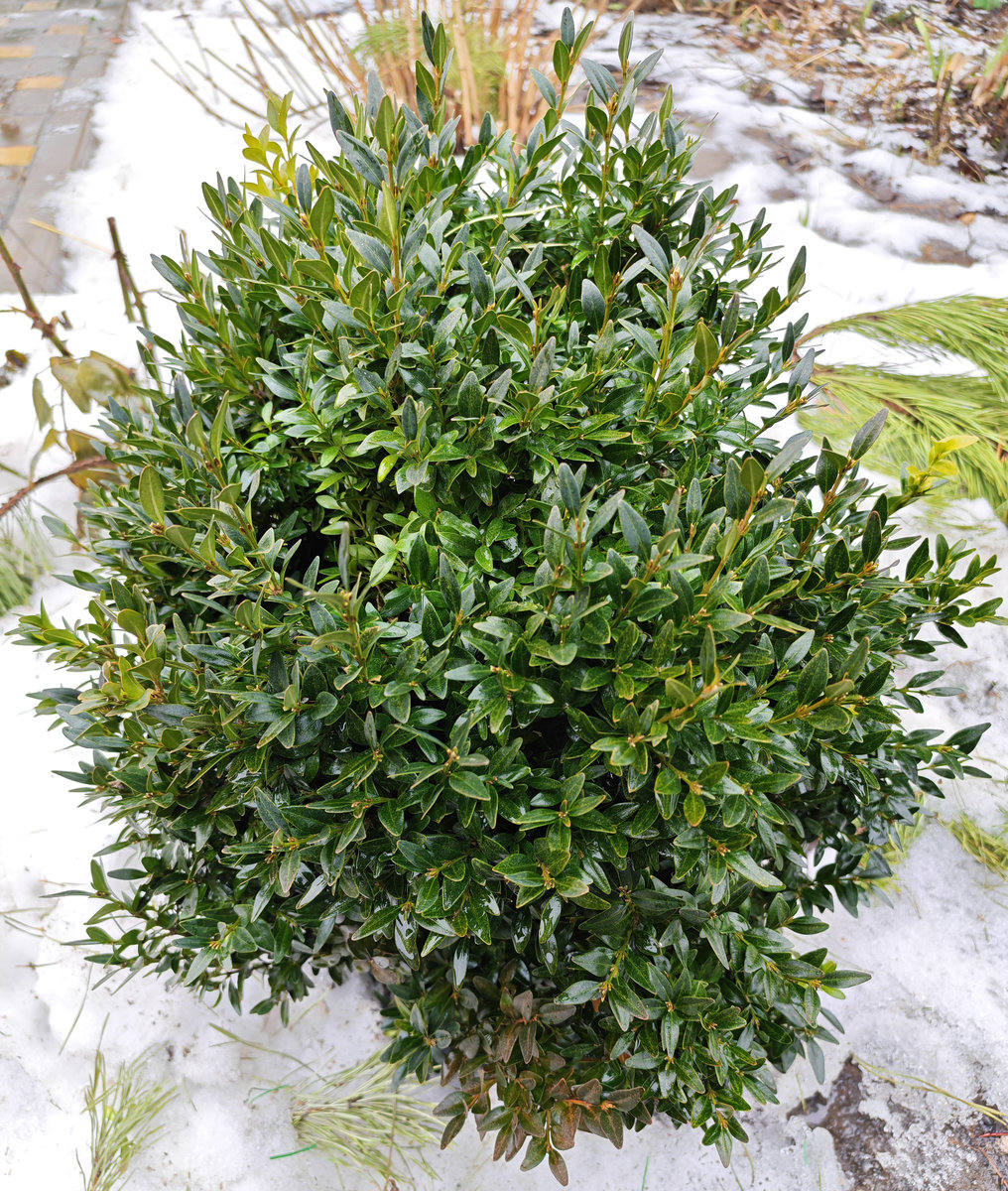 Image of Buxus sempervirens specimen.