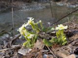 Primula vulgaris. Цветущие растения. Краснодарский край, Крымский р-н, окр. станицы Неберджаевская, ур. Темрючки, грабово-дубовый лес, у ручья. 02.03.2026.