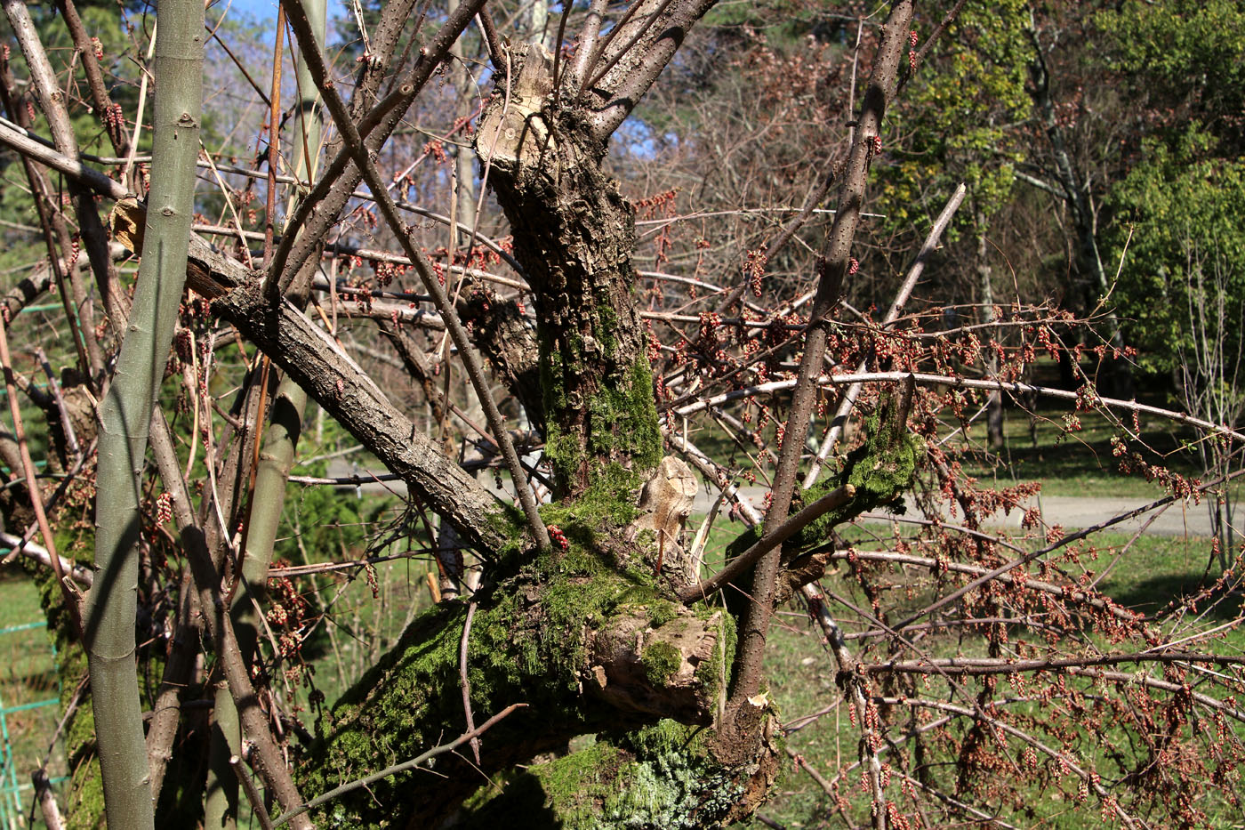 Изображение особи Coriaria sinica.