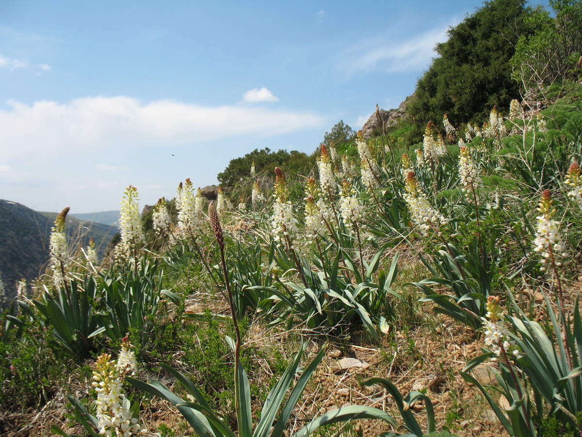 Изображение особи Eremurus lactiflorus.