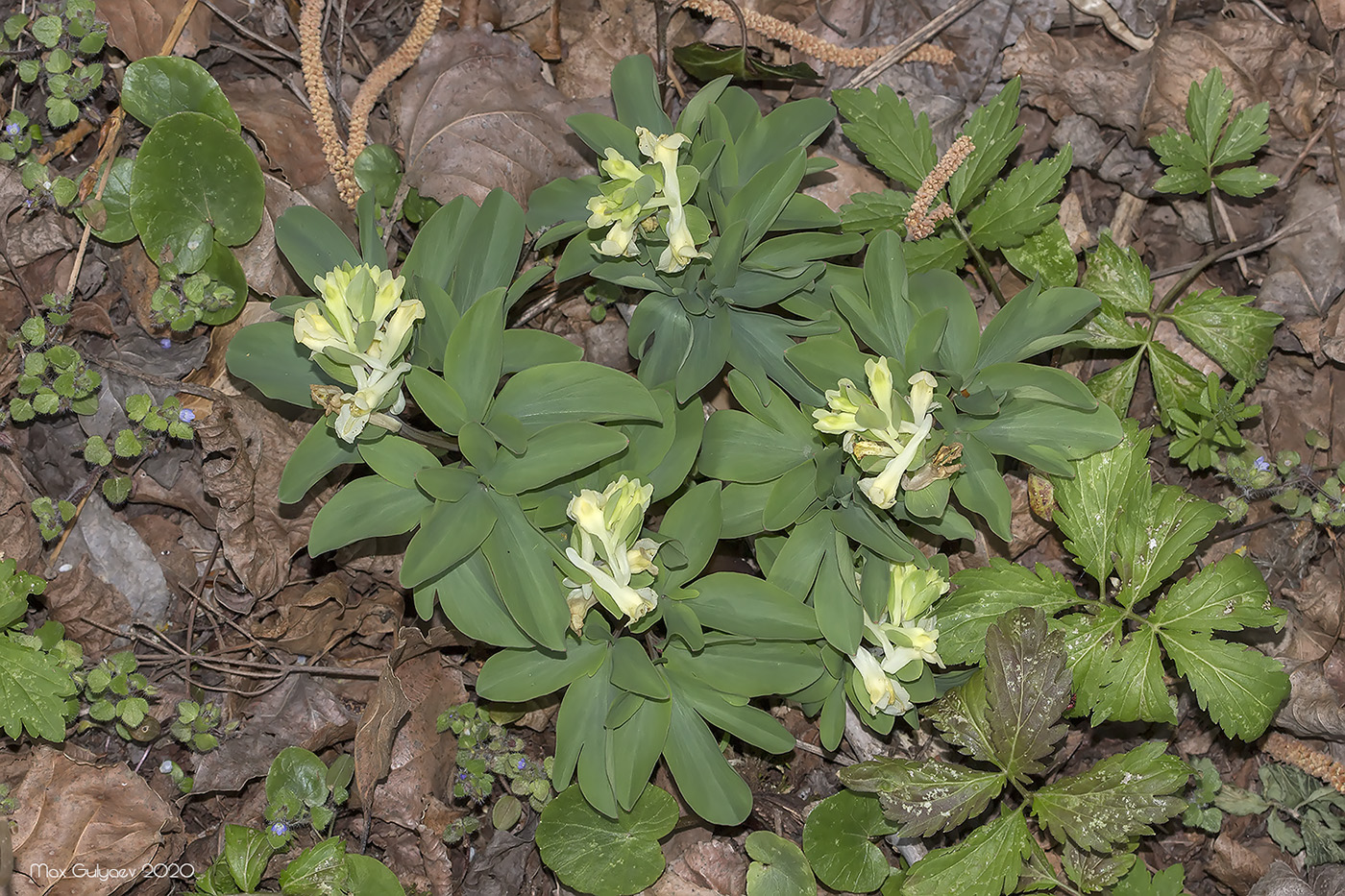 Изображение особи Corydalis marschalliana.