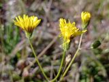 Crepis tectorum. Верхушка цветущего растения. ЛНР, г. Северодонецк, сквер. 29.04.2026.