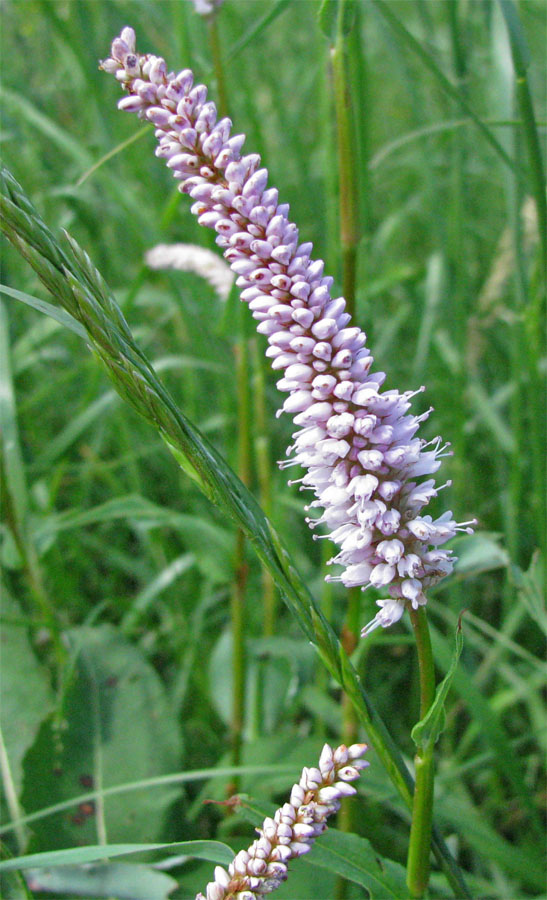 Изображение особи Bistorta officinalis.