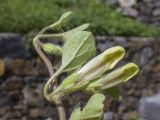 Asarina procumbens. Верхушка побега с нераспустившимися цветками и бутонами (видна абаксиальная поверхность листьев). Испания, Каталония, пров. Жирона, комарка Рипольес, муниципалитет Сеткасес, окр. н.п. Сеткасес, ≈1350 м н.у.м., пойма ручья Валь-Льобре, искуственно террасированный склон, среди камней основания подпорной стенки. 10.05.2026.