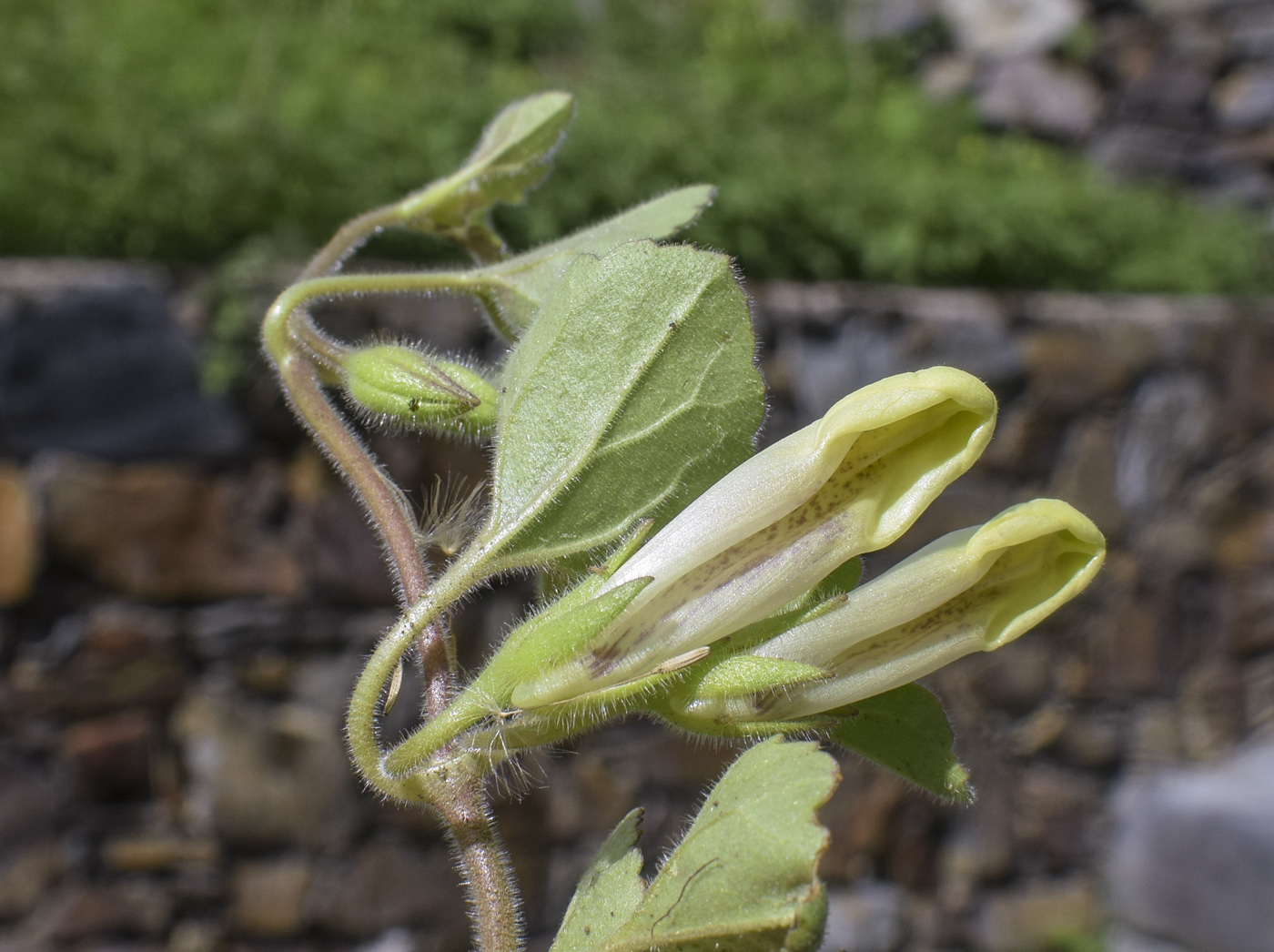 Image of Asarina procumbens specimen.