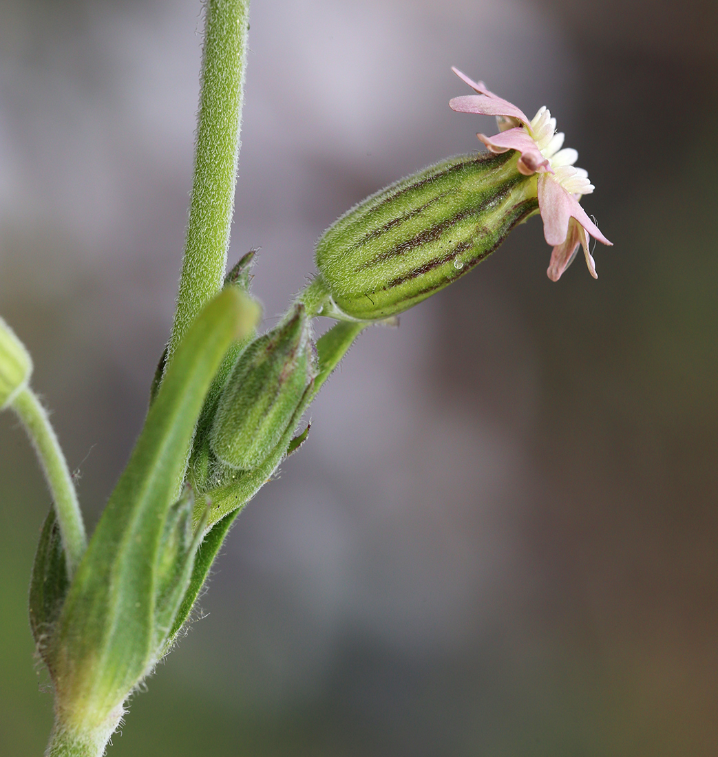 Image of Silene aprica specimen.