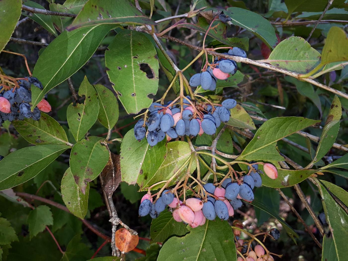 Изображение особи род Viburnum.