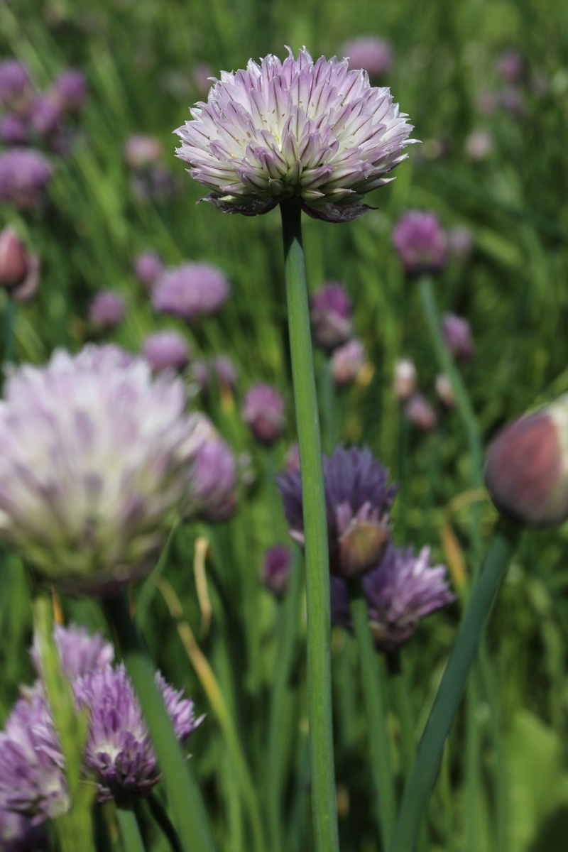 Image of Allium schoenoprasum specimen.
