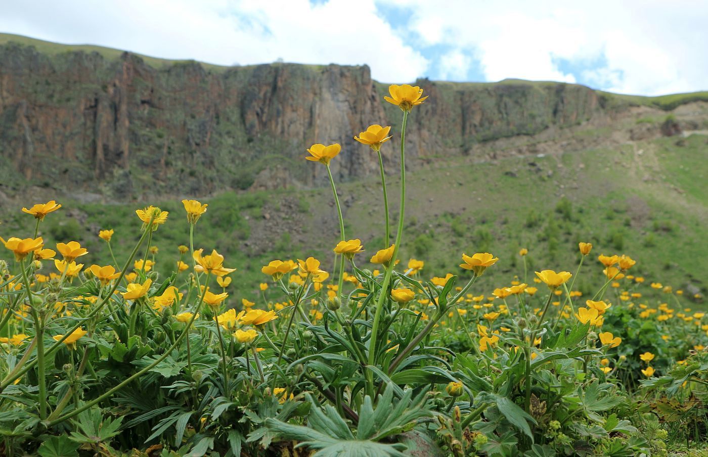Image of genus Ranunculus specimen.
