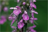 Stachys palustris