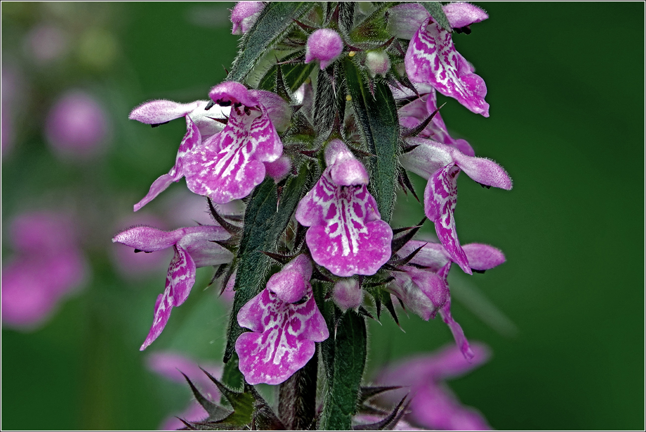 Image of Stachys palustris specimen.