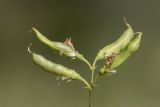 Lathyrus tuberosus