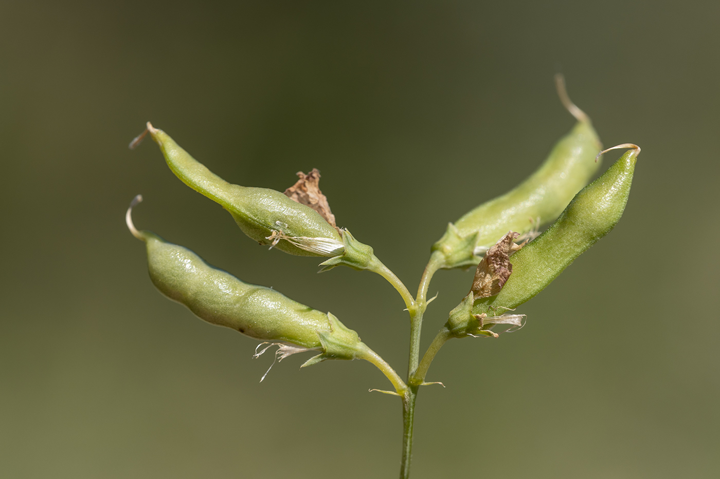 Image of Lathyrus tuberosus specimen.