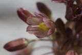 Allium paniculatum. Цветок. Крым, предгорье, средневековый город-крепость Эски-Кермен. 26.07.2026.