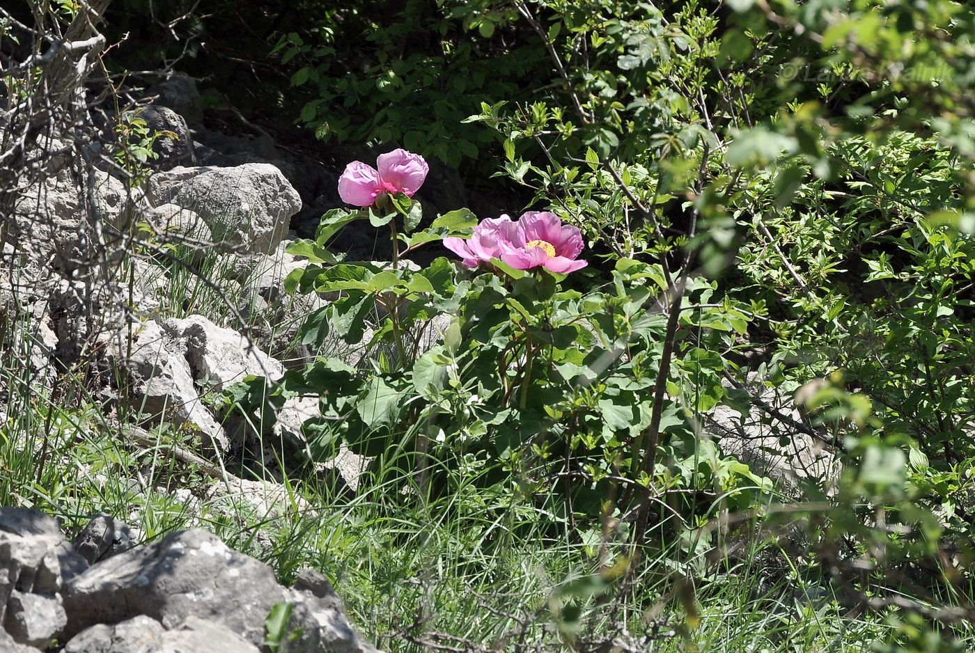 Изображение особи Paeonia daurica.