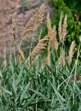 Phragmites australis. Верхушки растений с прошлогодними сухими соплодиями. Китай, пров. Ганьсу, национальный парк \"Данься\", ≈ 1500 м н.у.м., глинистый сухой склон, берег пересыхающего ручья. 04.06.2025.
