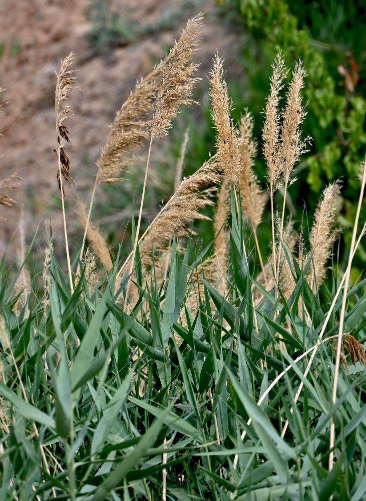 Изображение особи Phragmites australis.