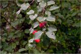 Malus prunifolia. Часть ветви с созревающими плодами и листьями. Московская обл., Раменский р-н, окр. дер. Хрипань, садовый участок. 17.08.2026.