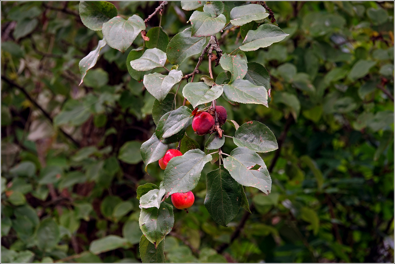 Image of Malus prunifolia specimen.