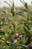Phlomis pungens