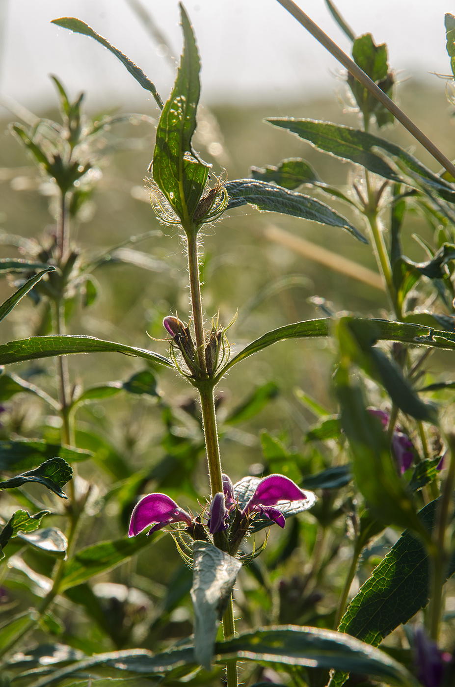 Изображение особи Phlomis pungens.