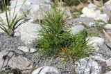 genus Pinus. Молодое растение. Кабардино-Балкария, Черекский р-н, окр. с. Верхняя Балкария, ур. Уштулу, в русле р. Карасу, на песке. 03.09.2026.