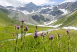 Cirsium simplex. Верхушки цветущих растений. Карачаево-Черкесия, Карачаевский р-н, дол. р. Джалпакол, ≈2700 м н.у.м., субальпийский луг. 11.08.2026.