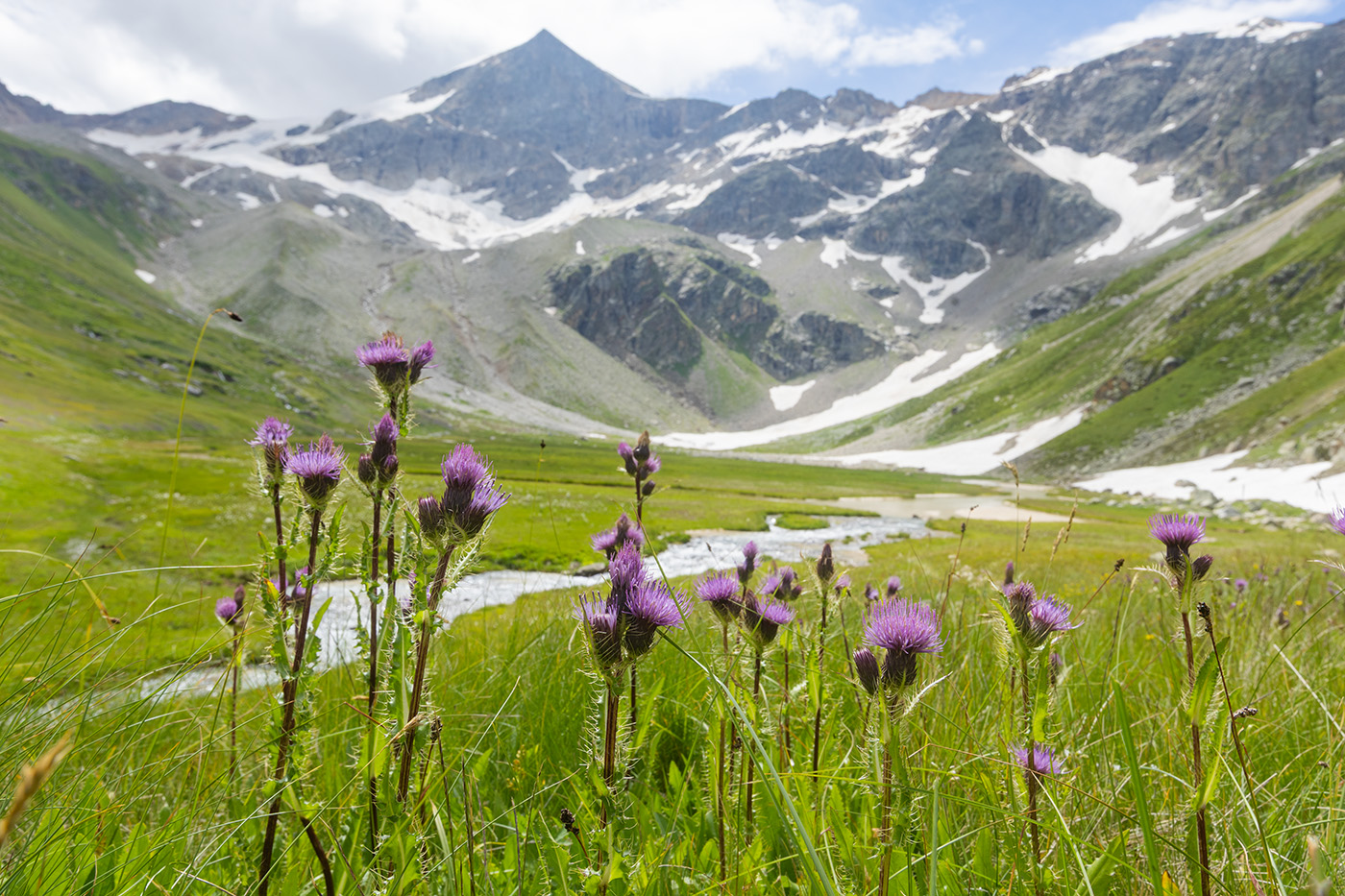 Image of Cirsium simplex specimen.