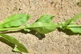 familia Dipsacaceae. Часть побега сорванного цветущего растения. Турция, ил Артвин, р-н Юсуфели, 250 м ниже дер. Гюльпынар, выс. 1500 м н.у.м., луг. 13 июня 2026 г.