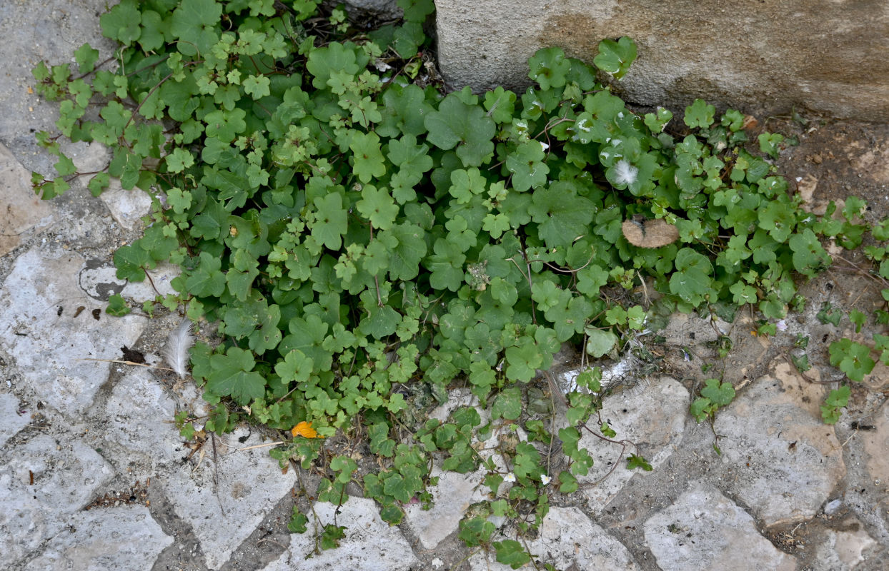 Image of Cymbalaria muralis specimen.