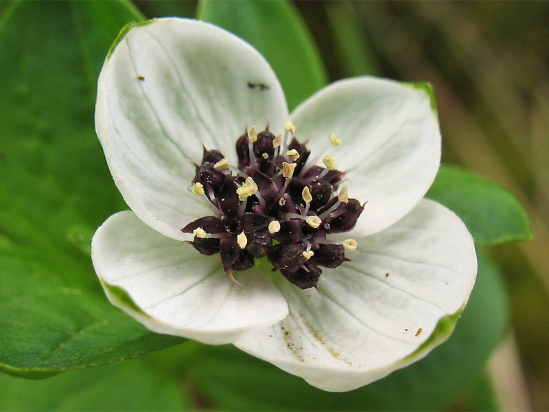 Изображение особи Chamaepericlymenum suecicum.