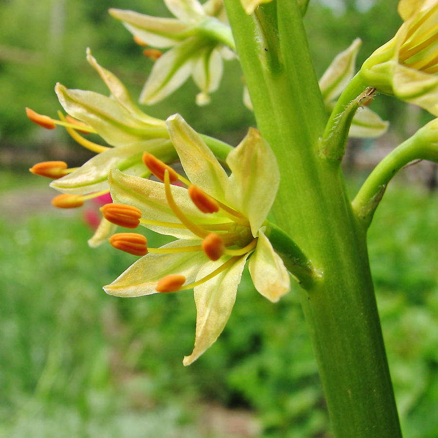 Image of Eremurus spectabilis specimen.