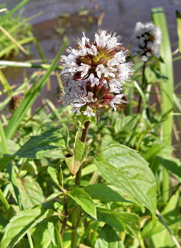 Image of Mentha aquatica specimen.