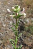 Stachys iberica