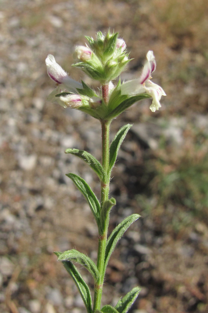 Изображение особи Stachys iberica.