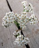 Achillea apiculata