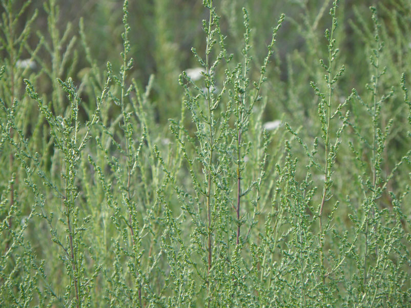 Image of Artemisia marschalliana specimen.