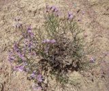 Limonium kaschgaricum