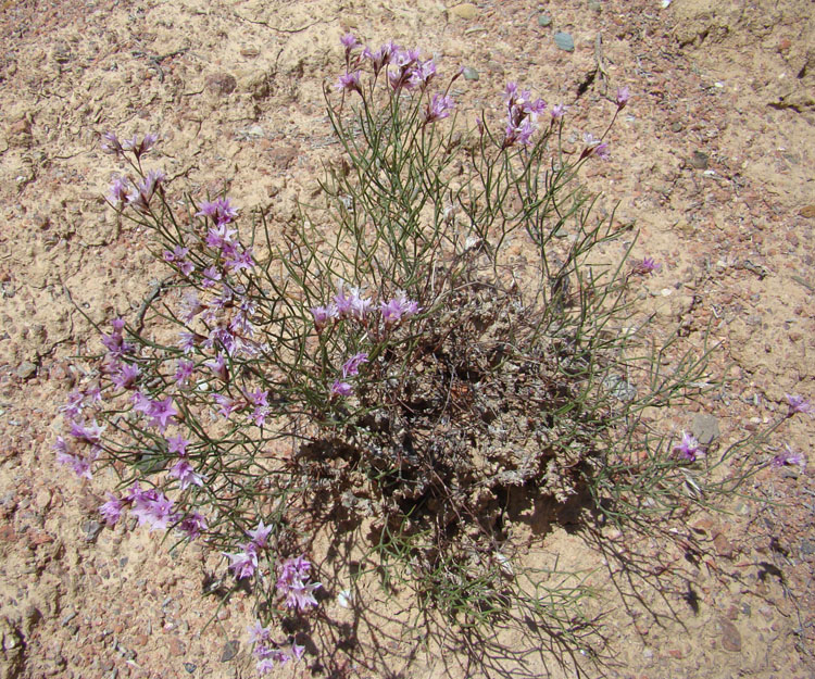 Изображение особи Limonium kaschgaricum.